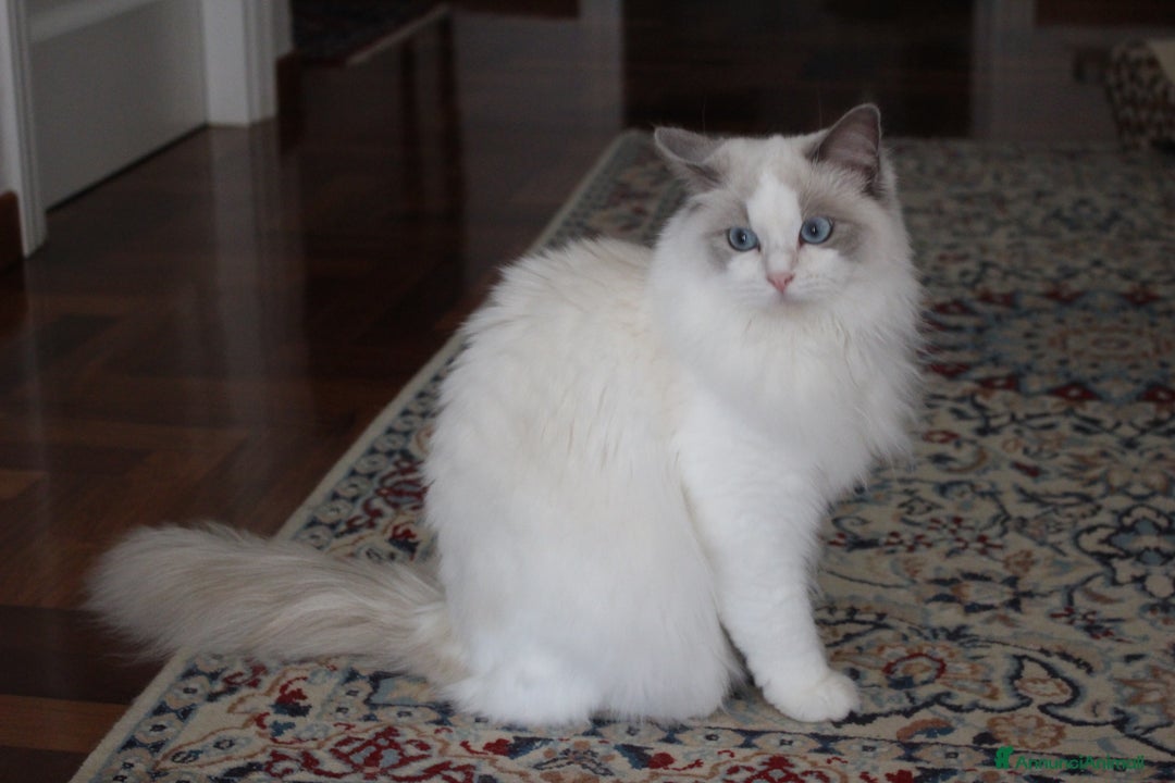 Ragdoll gatti in vendita: magnifico cucciolo ragdoll pedigree ministeriale a Città Metropolitana di Firenze - Immagine 5