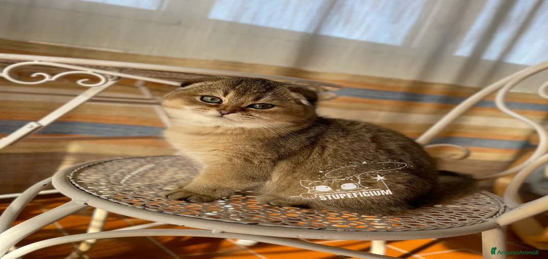 Immagine della galleria {{count}}