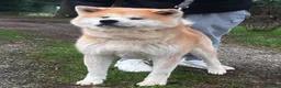 Akita Inu cani in vendita: Cucciolo Akita Inu Pedigree  - Annuncio 6