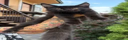 Maine Coon gatti in vendita: Maine Coon Black - Annuncio 5