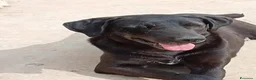 Meticcio cani in regalo: Lucy, una simil labrador in cerca di famiglia - Annuncio 3
