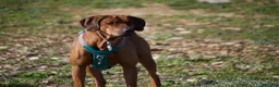 Rhodesian Ridgeback cani in vendita: Wid Gees Litter - Annuncio 30