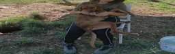 Meticcio cani in regalo: Byron, simil segugio! (15kg) - Annuncio 3