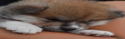 Akita Inu cani in vendita: Cucciolo Akita inu (Top Selection) a Città metropolitana di Roma Capitale - Annuncio 34