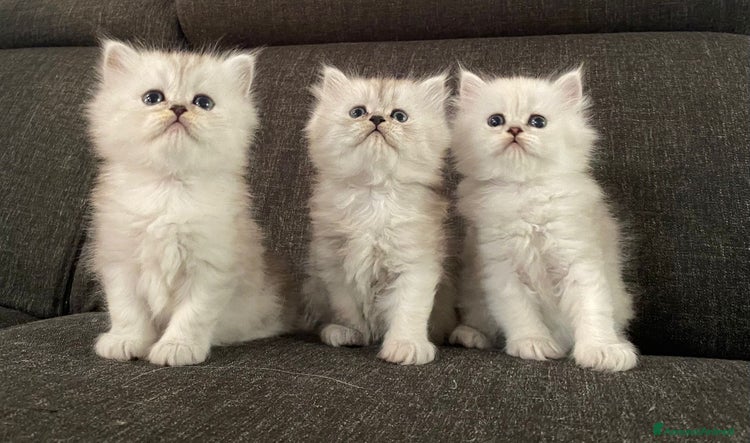 Persiano gatti - Annuncio 15