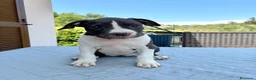 American Staffordshire cani in vendita: American Staffordshire Terrier  - Annuncio 3