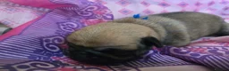 Carlino cani in vendita: Cuccioli carlino con pedigree ENCI  - Annuncio 11