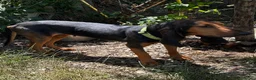Segugio Svizzero cani in regalo: Luna Segugia del Giura - Annuncio 3