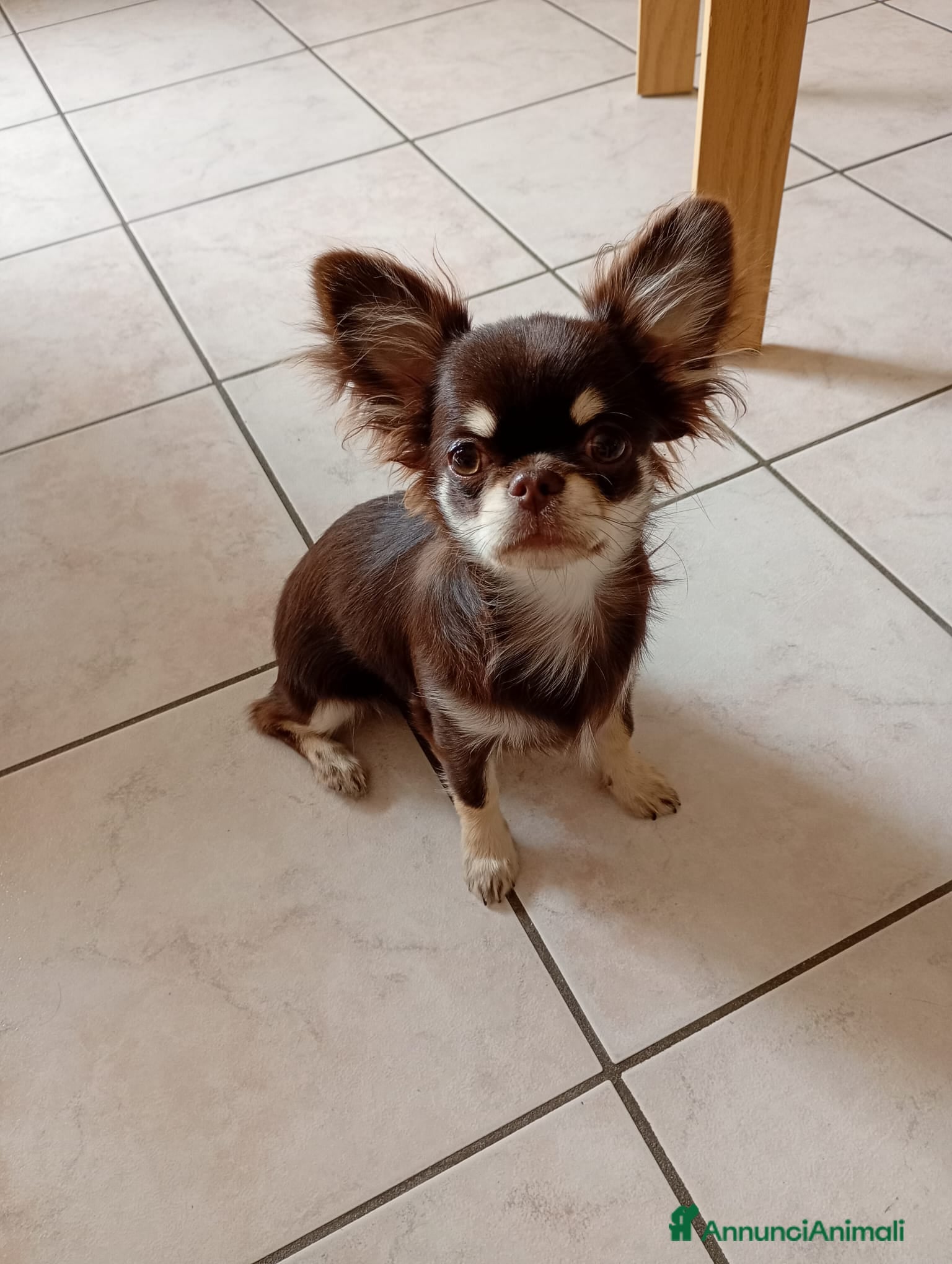 Chihuahua cani Ultimo cucciolo Chihuahua disponibile,  - Annuncio 11
