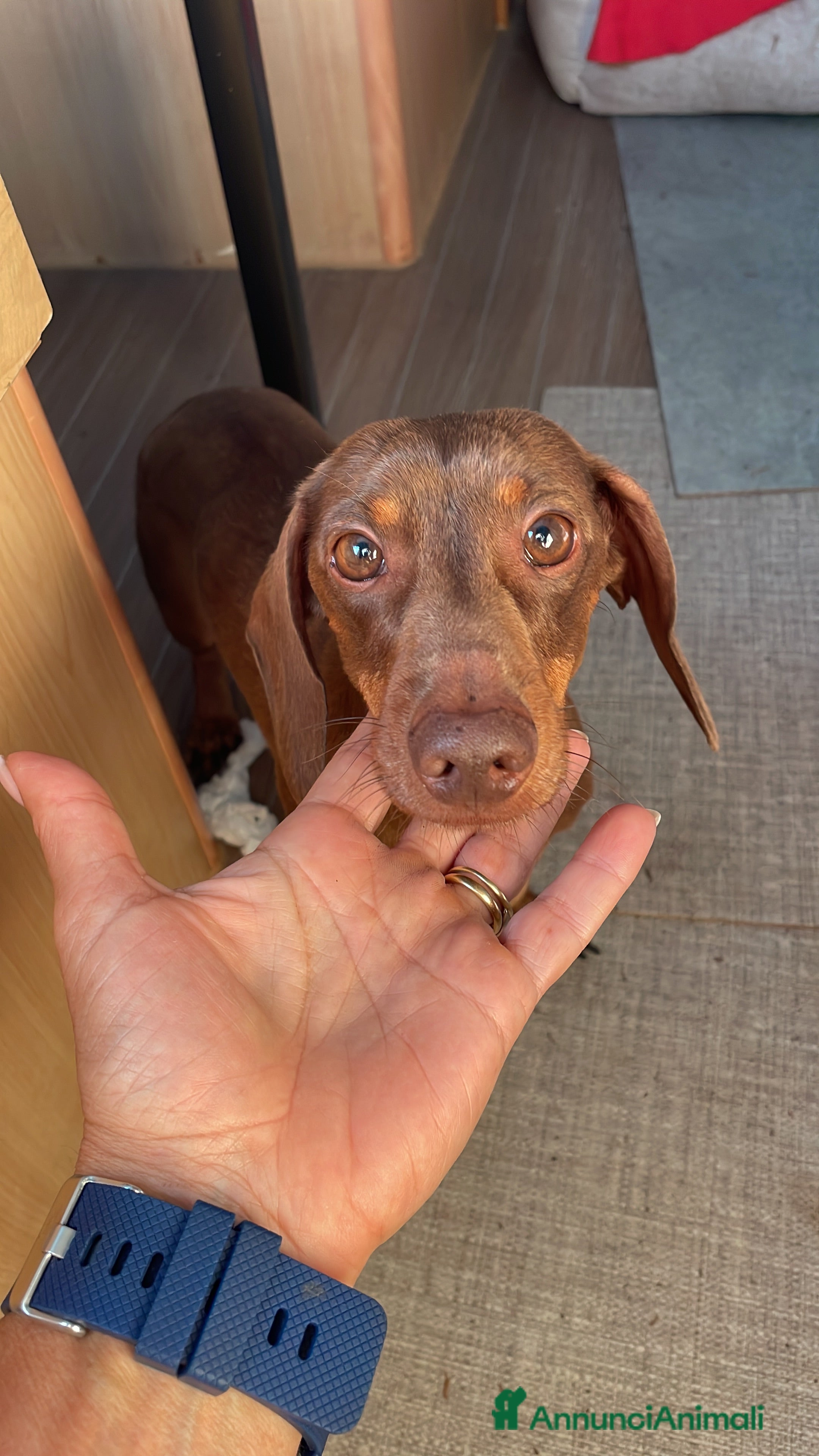 Bassotto cani Accoppiamento  - Annuncio 2