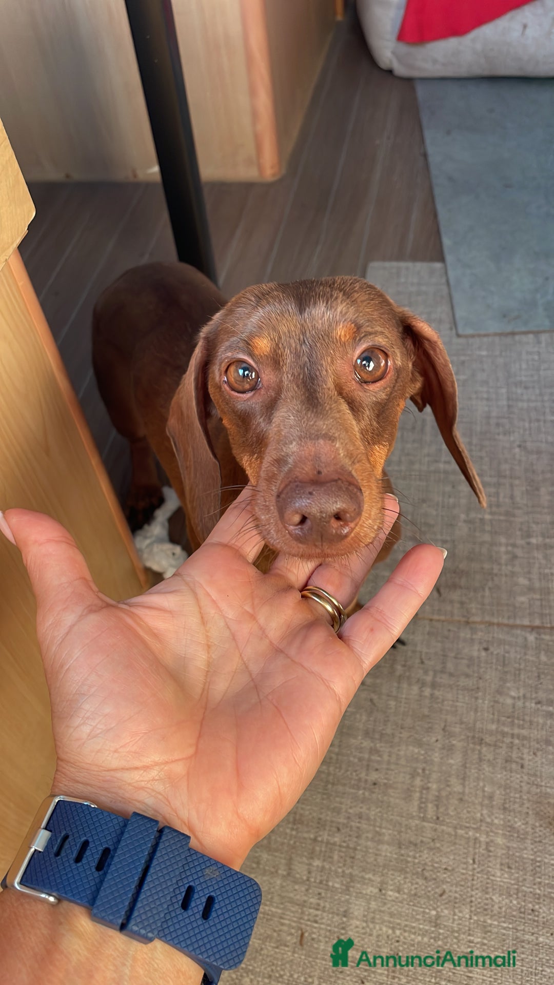 Bassotto cani per accoppiamento: Accoppiamento  - Annuncio 2