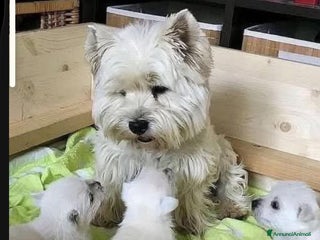 West Highland cani West Highland - Annuncio 28