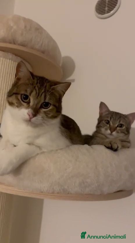 Europeo gatti in regalo: GATTINE BUTTATE VIA DALLA LORO FAMIGLIA  - Annuncio 4