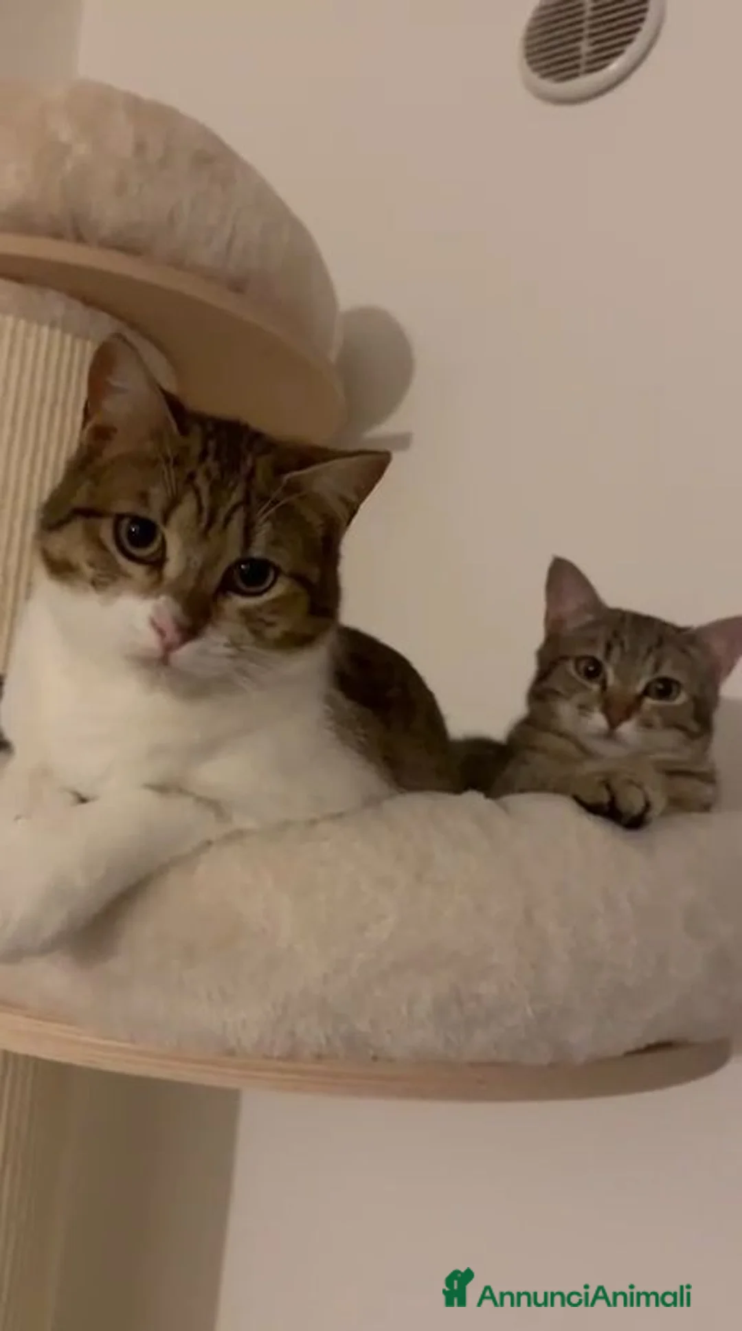 Europeo gatti in regalo: GATTINE BUTTATE VIA DALLA LORO FAMIGLIA  a Provincia di Pistoia - Annuncio 1