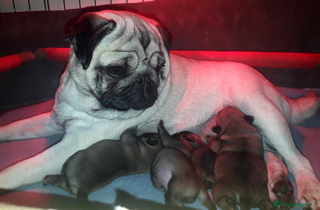 Carlino cani in vendita: Carlino Cucciolo Maschio - Annuncio 2