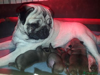 Carlino cani Carlino Cucciolo Maschio - Annuncio 21