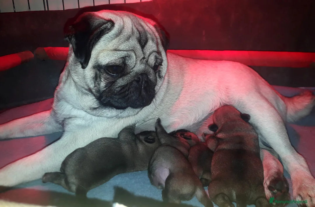 Carlino cani in vendita: Carlino Cucciolo Maschio - Annuncio 1