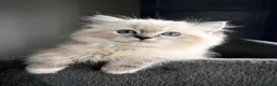 Ragdoll gatti in vendita: Bellissimi cuccioli di ragdoll - Annuncio 5