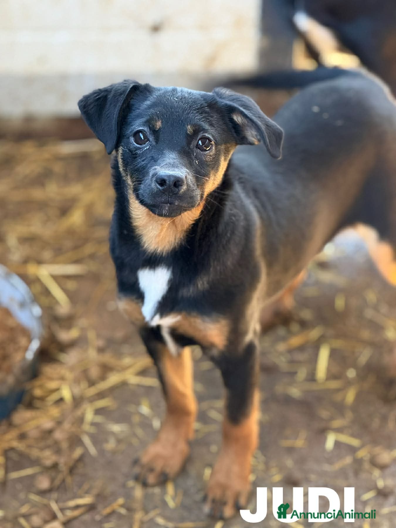 Meticcio cani JUDI, cucciola rimasta sola! TG MEDIO PICCOLA - Annuncio 5