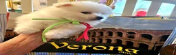 Volpino Italiano cani in vendita: Cuccioli di Volpino Italiano - Annuncio 15