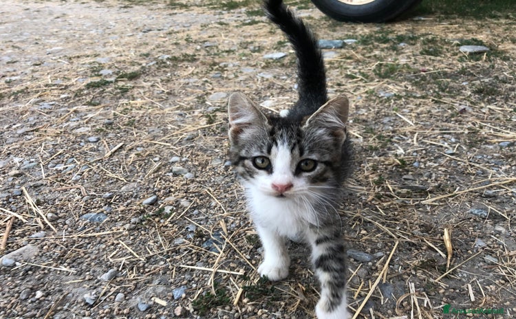Altre razze gatti a Provincia di Cuneo - Annuncio 10