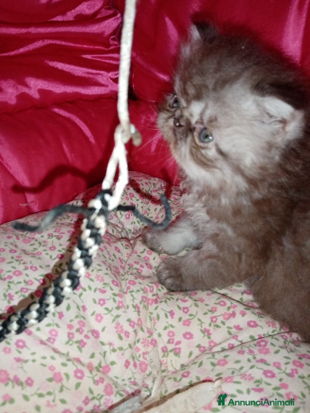 Persiano gatti in vendita: Cuccioli gatto Persiano pura razza  - Annuncio 6