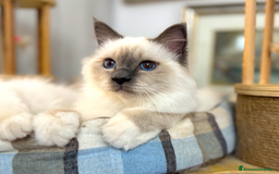 Sacro di Birmania gatti in vendita: Sacri di birmania, dolcissimi cuccioli - Immagine 3