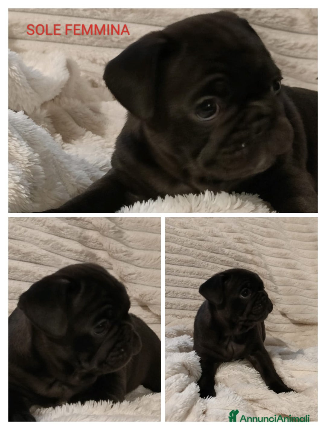 Meticcio cani in vendita: Cuccioli FRUG - Annuncio 8