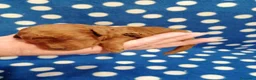 Barboncino cani in vendita: Barboncini nani red cuccioli - Annuncio 15