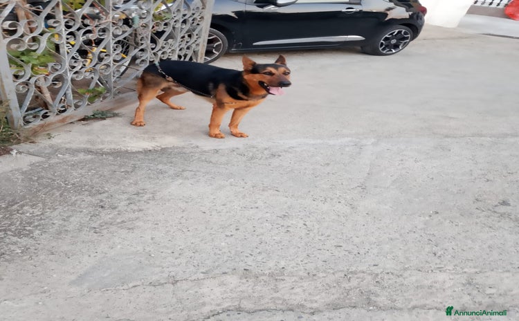 Pastore Tedesco cani - Annuncio 5