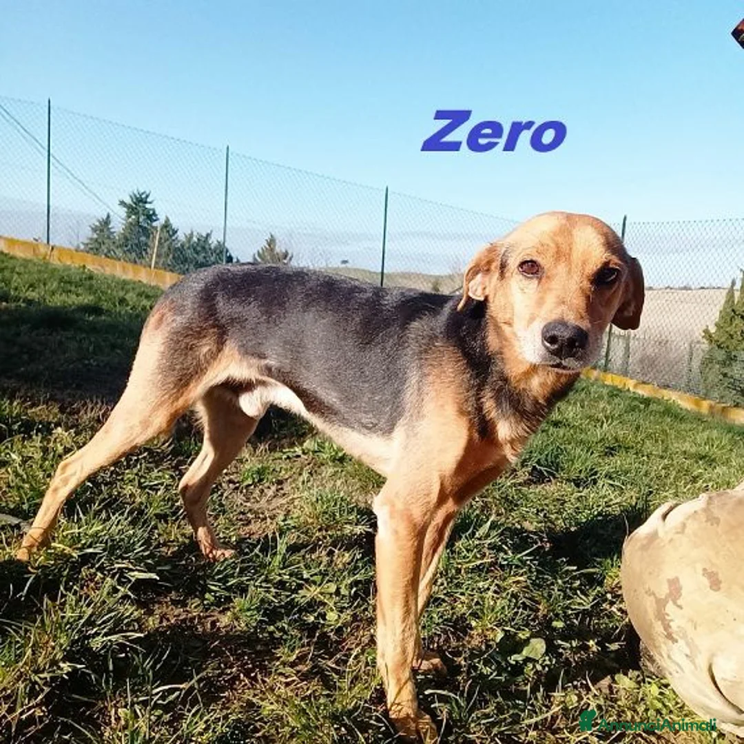 Meticcio cani in regalo: ZERO cerca le coccole - Annuncio 1
