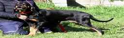 Meticcio cani in regalo: Bea in adozione - Annuncio 7