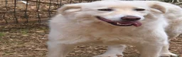 Meticcio cani in regalo: Tobia e Bijoux meritano una casa - Annuncio 7