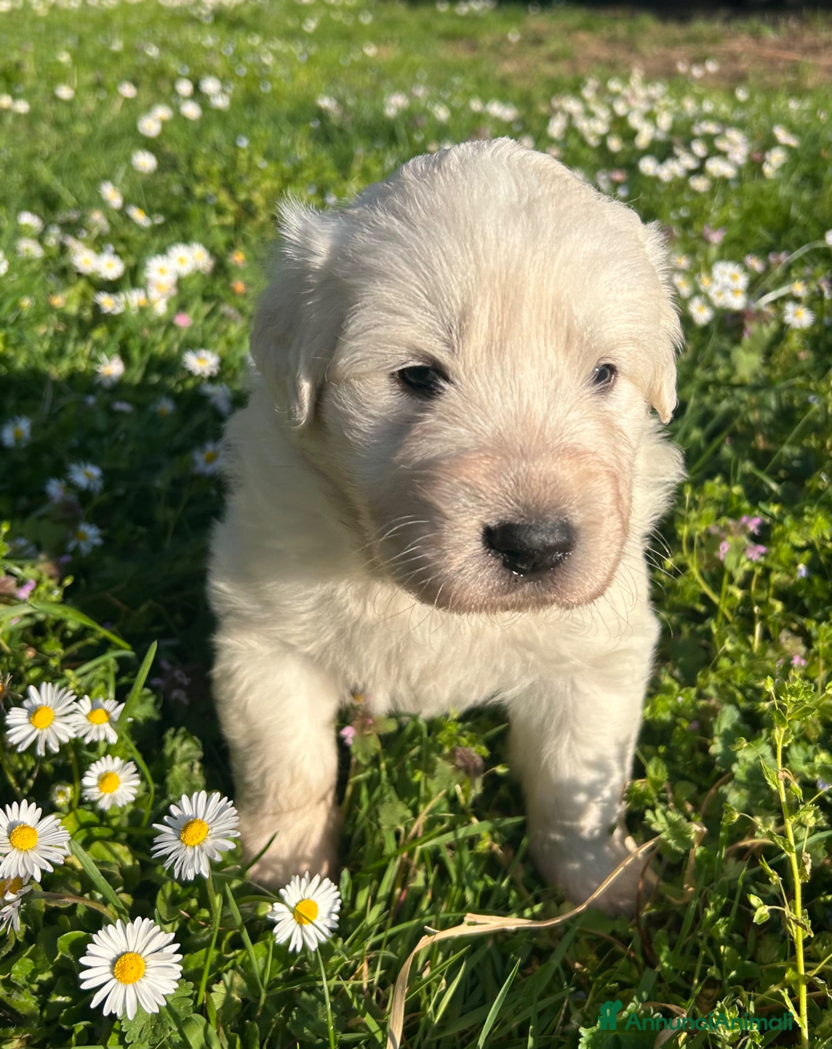 Pastore Maremmano cani Vendita cuccioli pastore maremmano - Annuncio 2