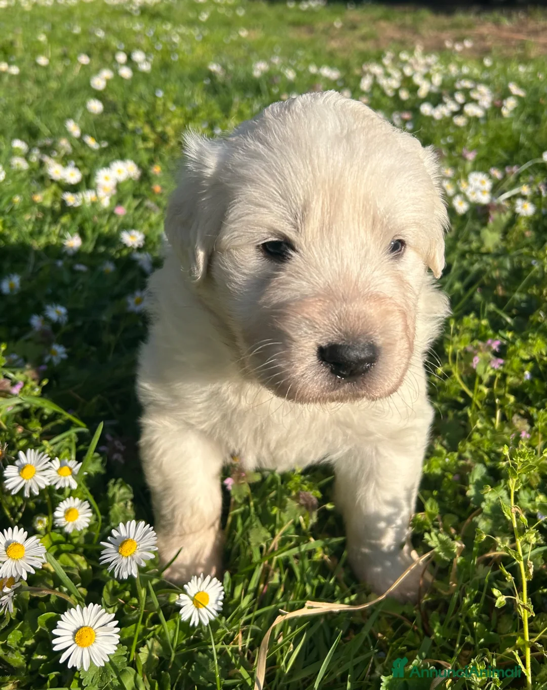 Pastore Maremmano cani in vendita: Vendita cuccioli pastore maremmano a Città Metropolitana di Torino - Annuncio 1