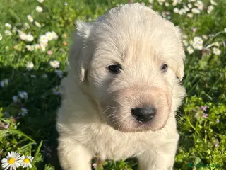 Pastore Maremmano cani Vendita cuccioli pastore maremmano - Annuncio 10