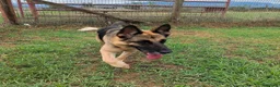 Pastore Tedesco cani in regalo: Sarah Jane pastore t. in adozione  - Annuncio 6