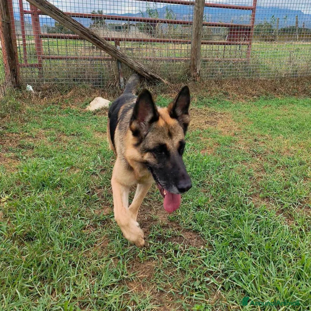 Pastore Tedesco cani in regalo: Sarah Jane pastore t. in adozione  - Annuncio 6