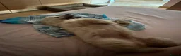 Maltese cani in regalo: Maltese - Annuncio 2