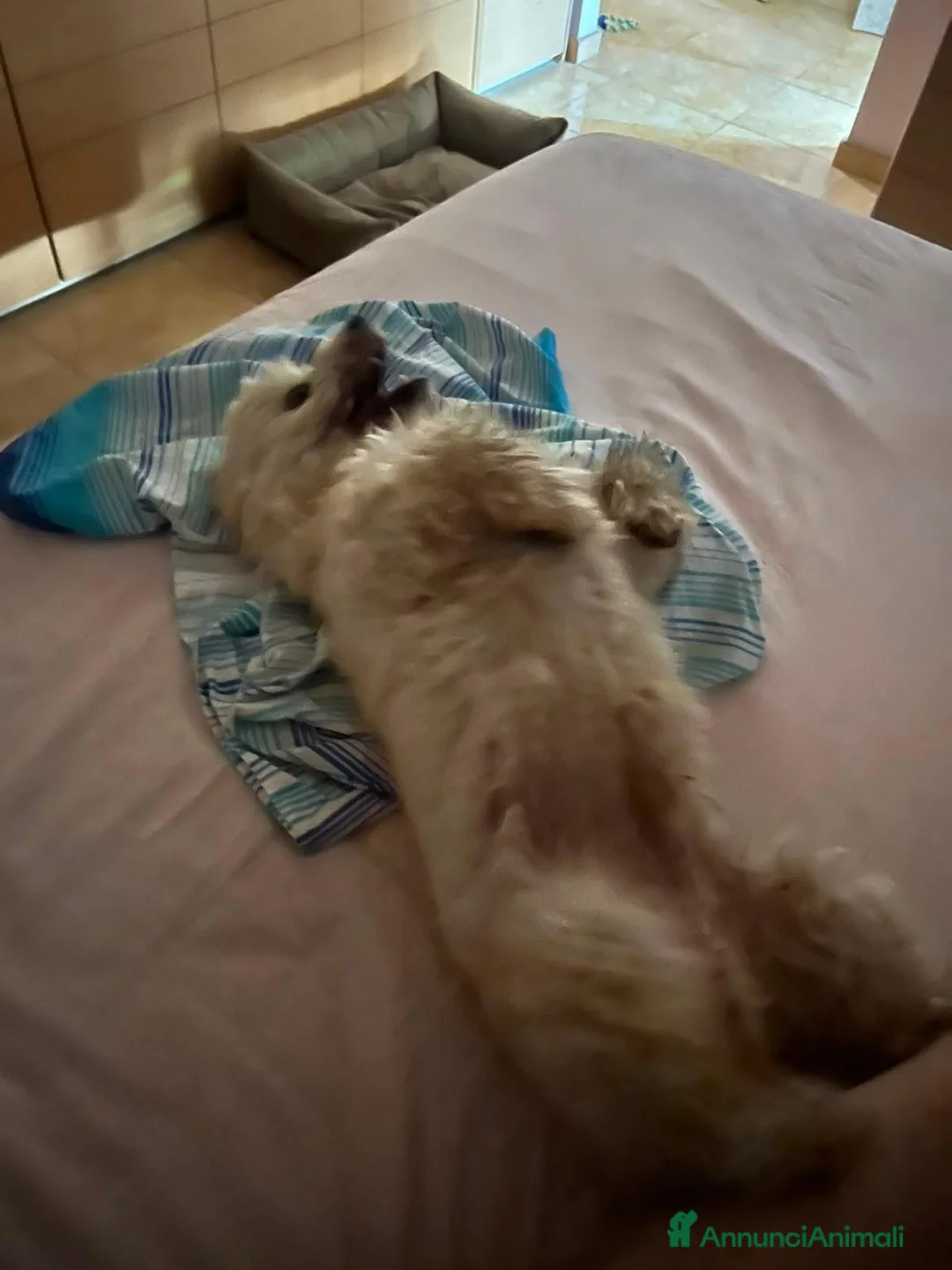 Maltese cani in regalo: Maltese - Annuncio 2