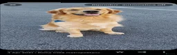 Golden Retriever cani per accoppiamento: Golden retriever per accoppiamento  - Annuncio 2