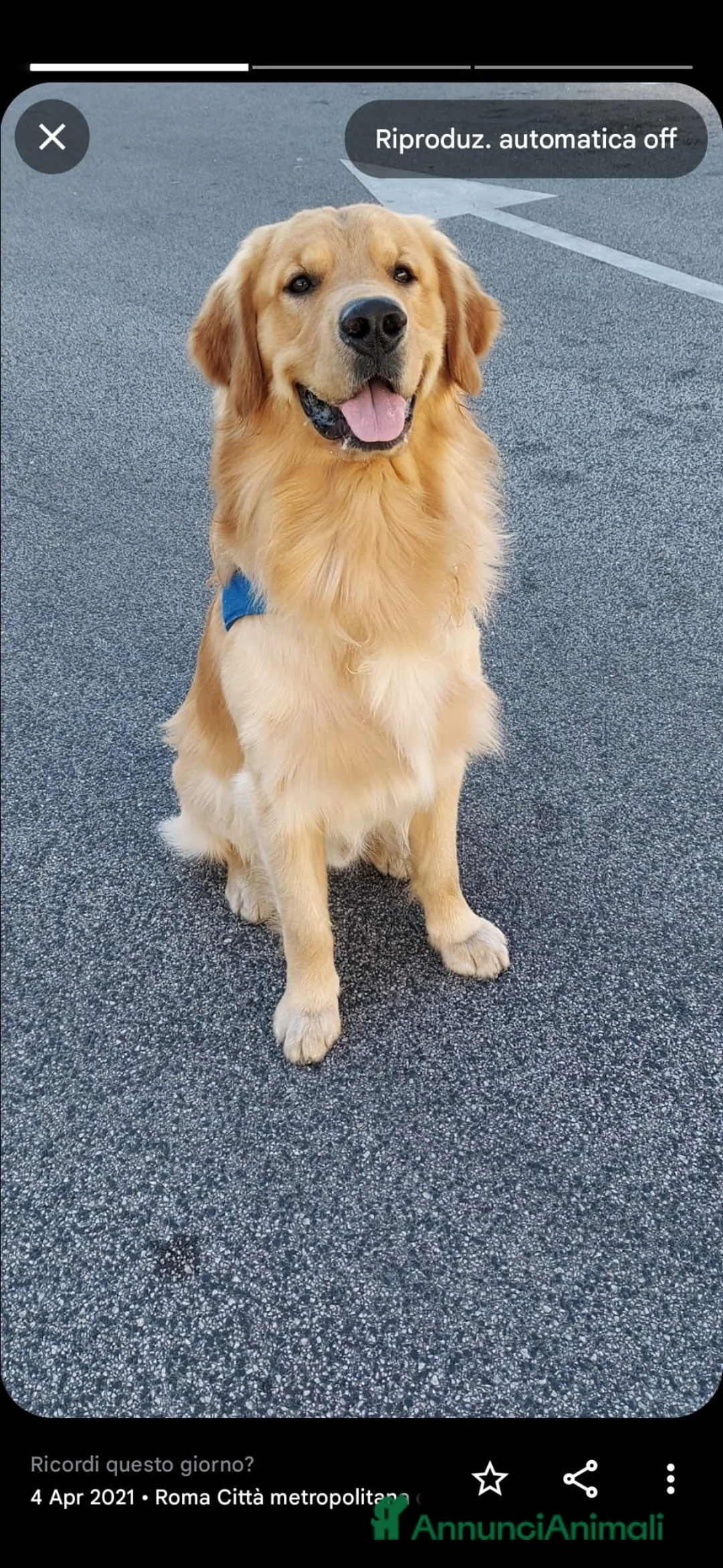 Golden Retriever cani per accoppiamento: Golden retriever per accoppiamento  - Annuncio 2