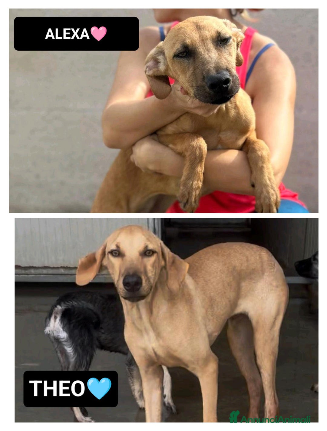 Altre razze cani in regalo: alexa e theo  - Immagine 1