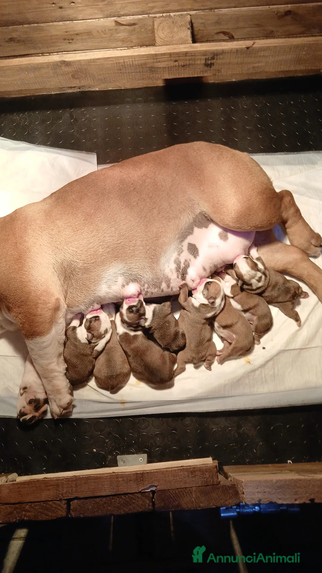 Bulldog cani in vendita: Nuovi cuccioli Menola's Bulls  - Annuncio 2
