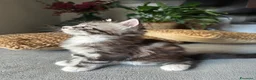 Maine Coon gatti in vendita: Vendita cuccioli Maine Coon con pedigree ANFI a Città metropolitana di Milano - Annuncio 10