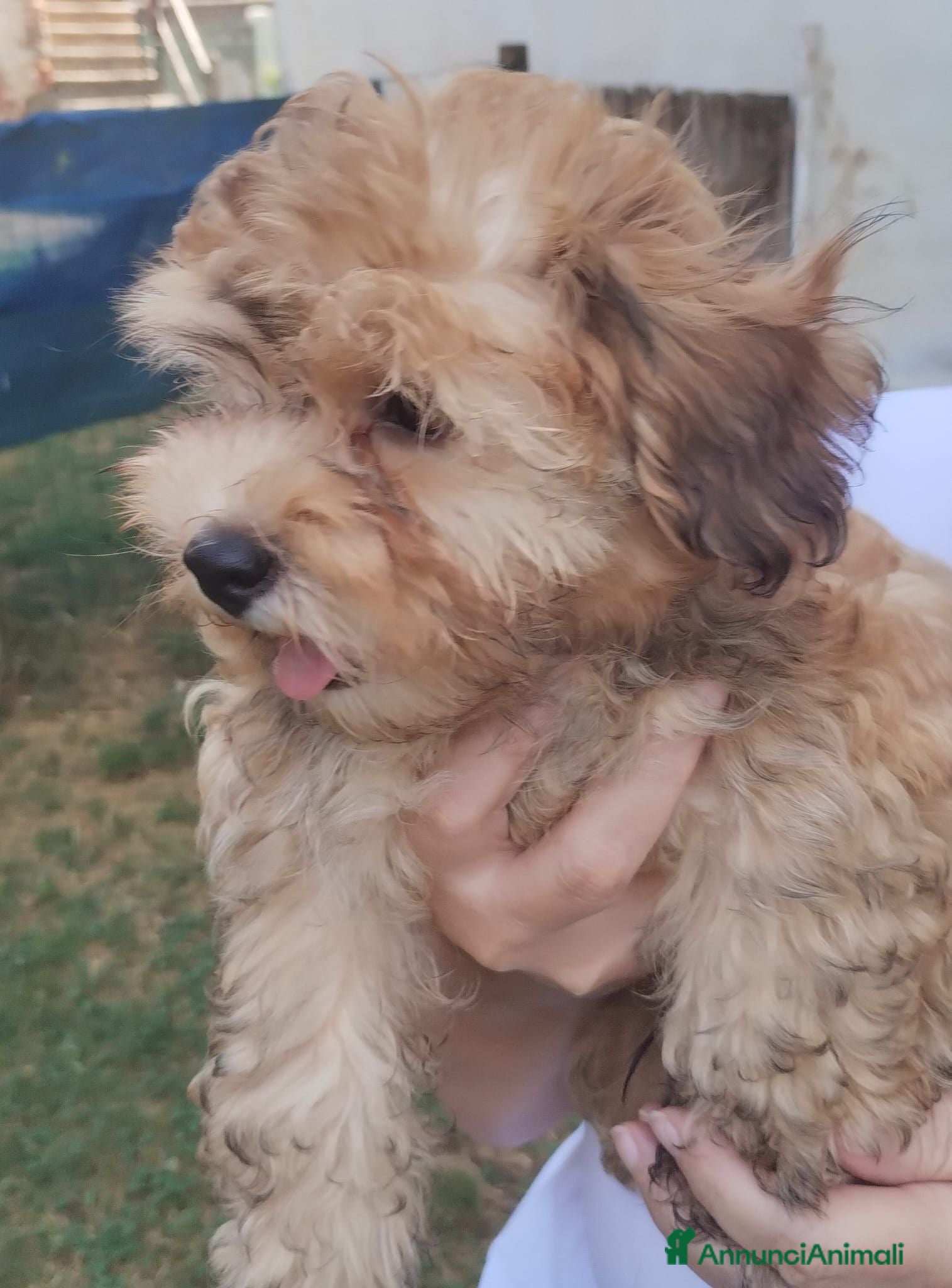 Bichon cani Cucciolo maschio Bichon Havanese - Annuncio 2