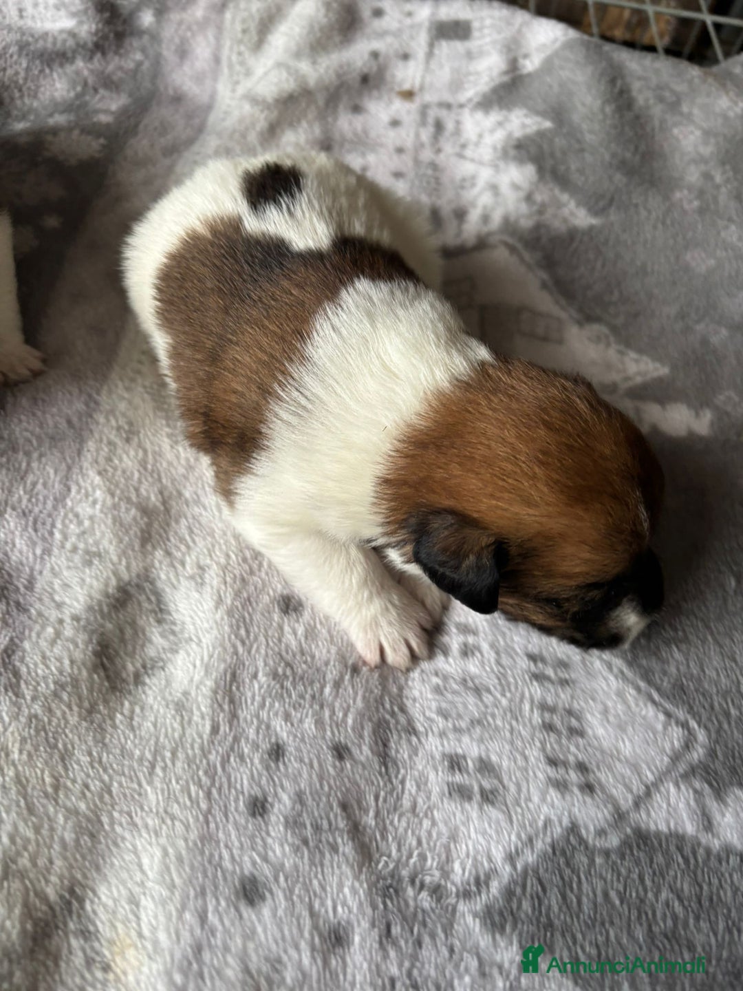 Jack Russell cani in vendita: Cuccioli jack russel  - Annuncio 2