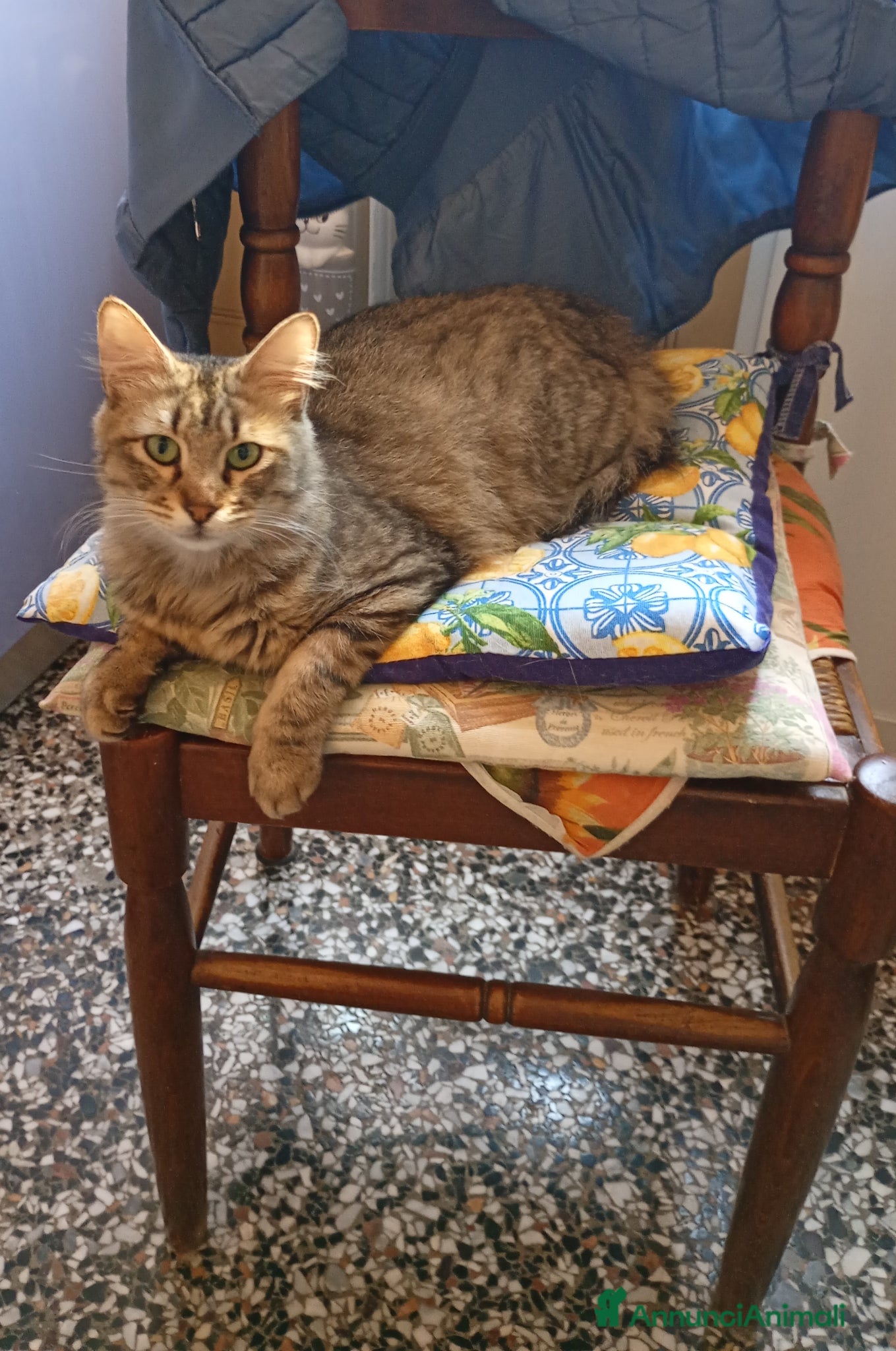 Siberiano gatti Gatto 9mesi cerca adozione - Annuncio 2