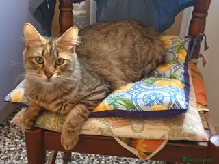 Siberiano gatti Gatto 9mesi cerca adozione - Annuncio 2