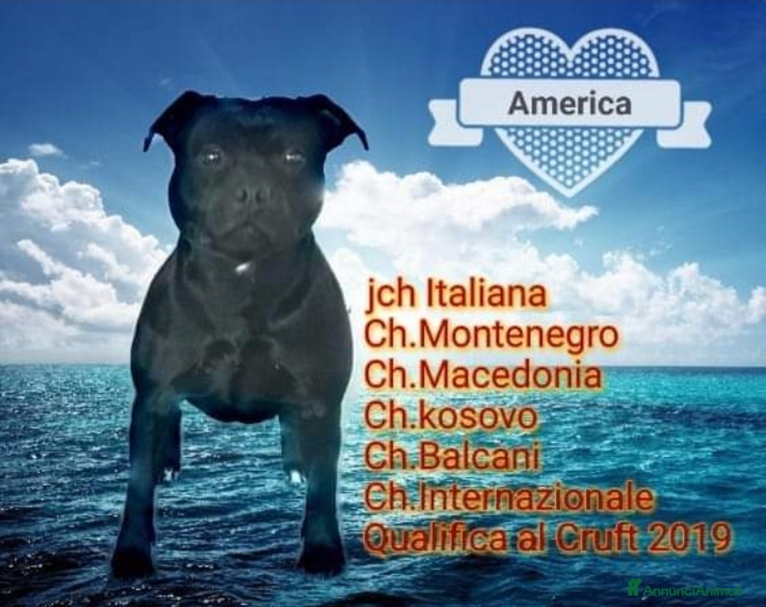 Immagine della galleria {{count}}